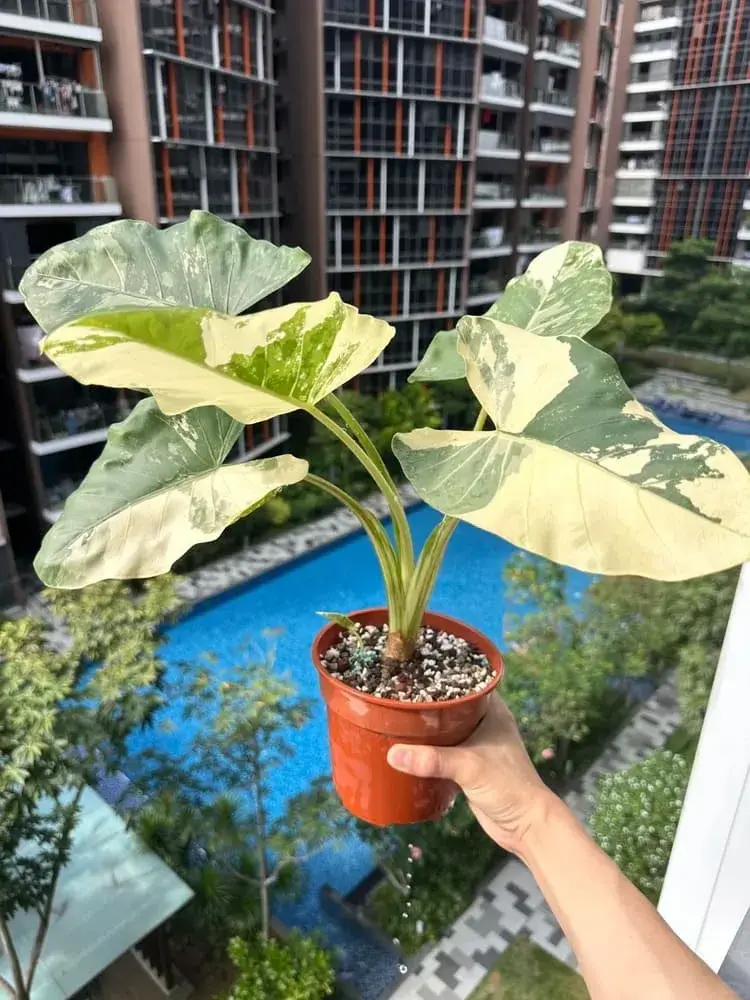 alocasia macrorrhiza variegata