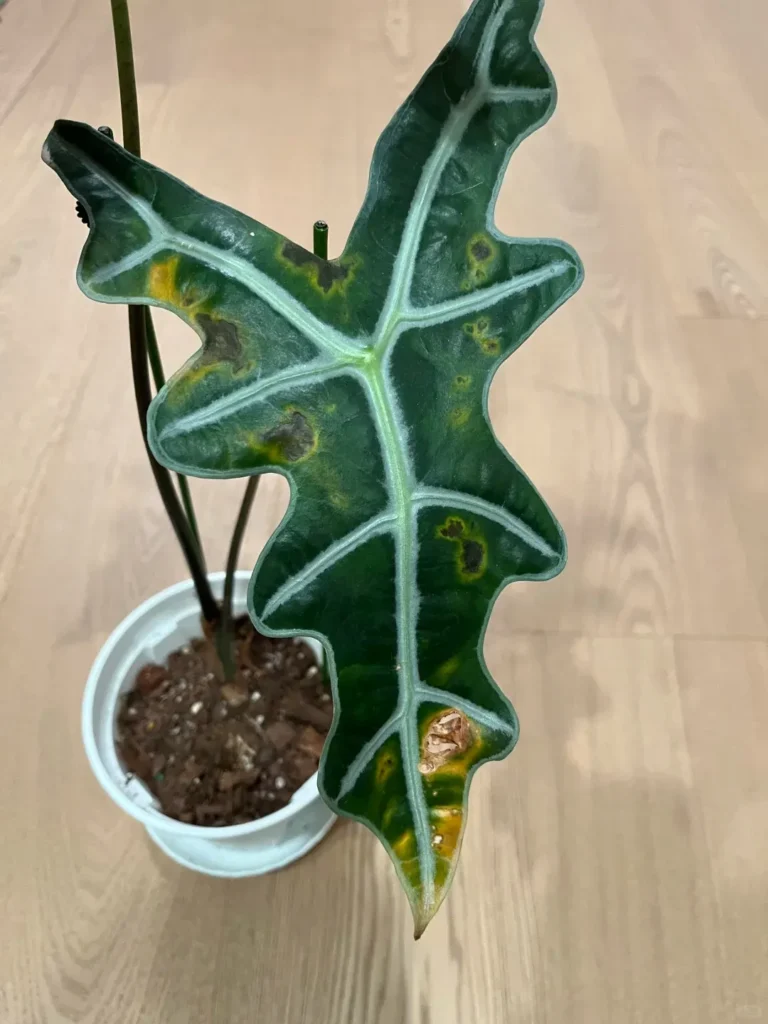 Alocasia leaf with widespread yellow discoloration and brown lesions caused by prolonged environmental stress.