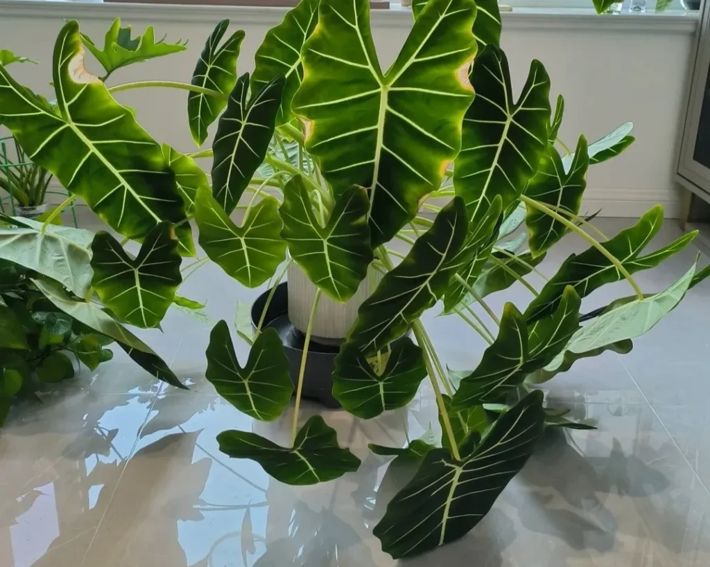 Alocasia plant showing yellow leaves and drooping before airflow and placement were corrected