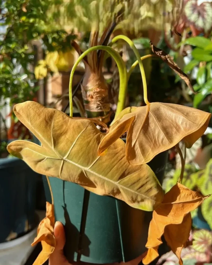 Alocasia leaves turning yellow and drooping after temperature drop, showing clear signs of winter dormancy