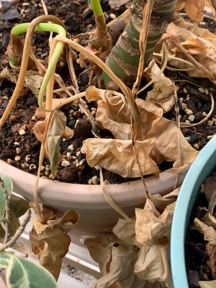 Alocasia with dried leaves after winter cold, plant resting in dormancy phase