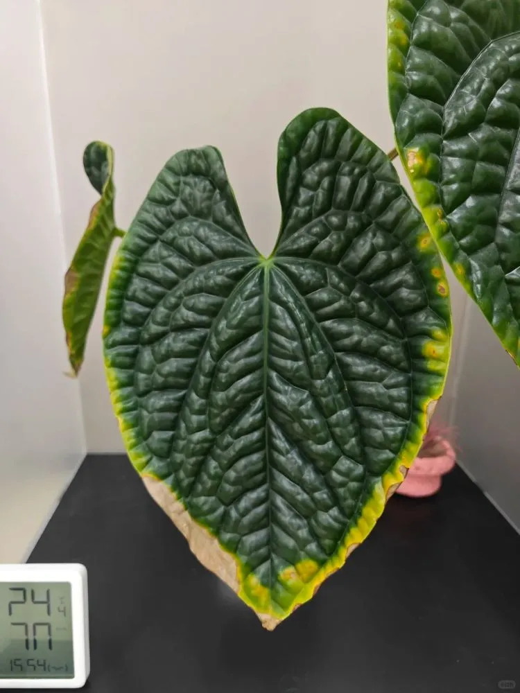Alocasia leaf with brown, damaged edges turning yellow afterward, showing stress-related decline rather than normal aging
