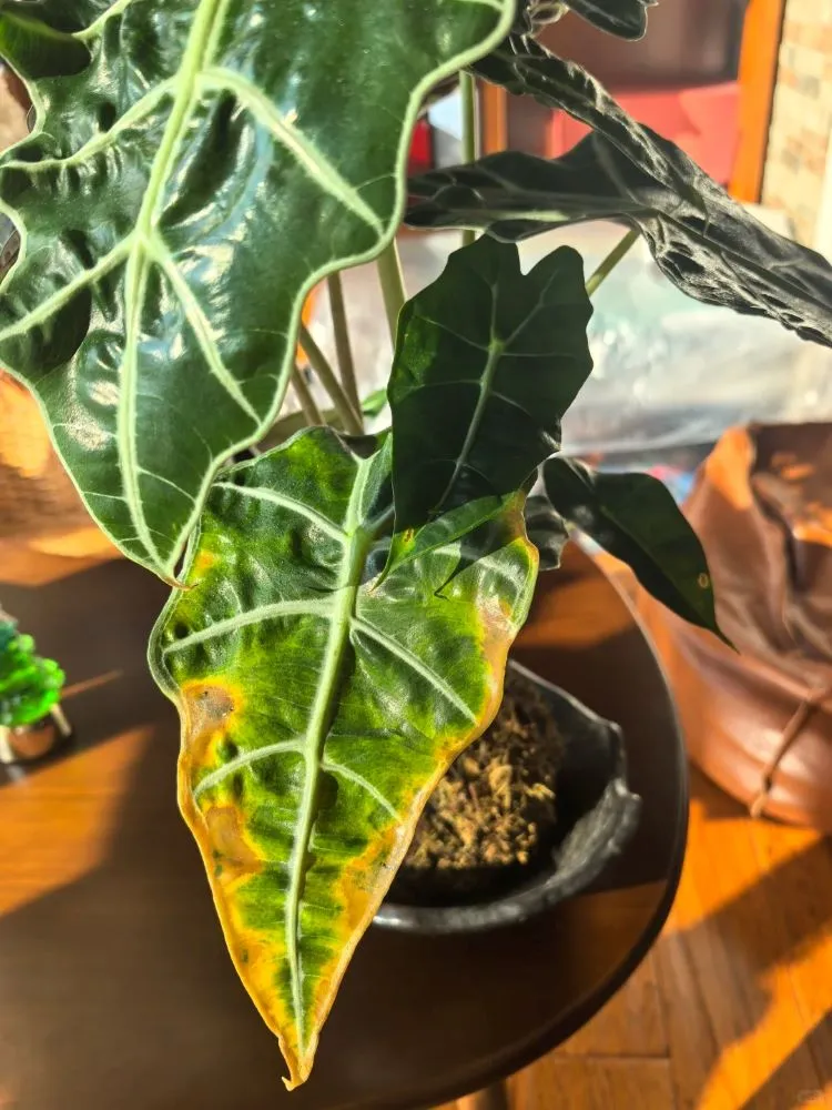 Alocasia leaf turning yellow first and slowly drying to brown at the edges, a typical sign of natural leaf aging