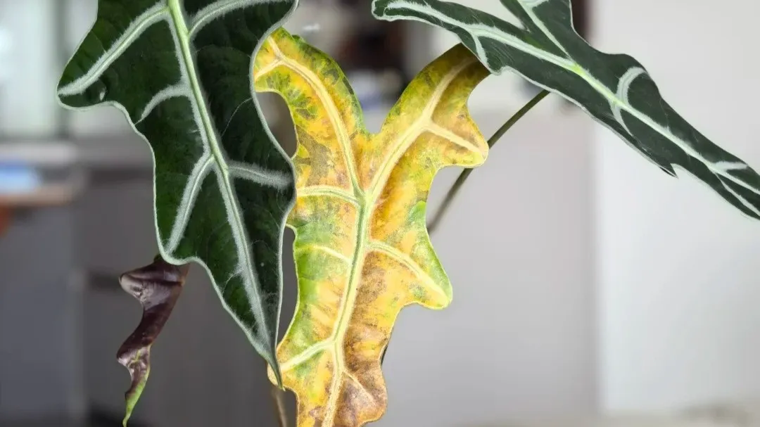 Alocasia Leaves Turning Yellow and Brown The Order Matters More Than the Color