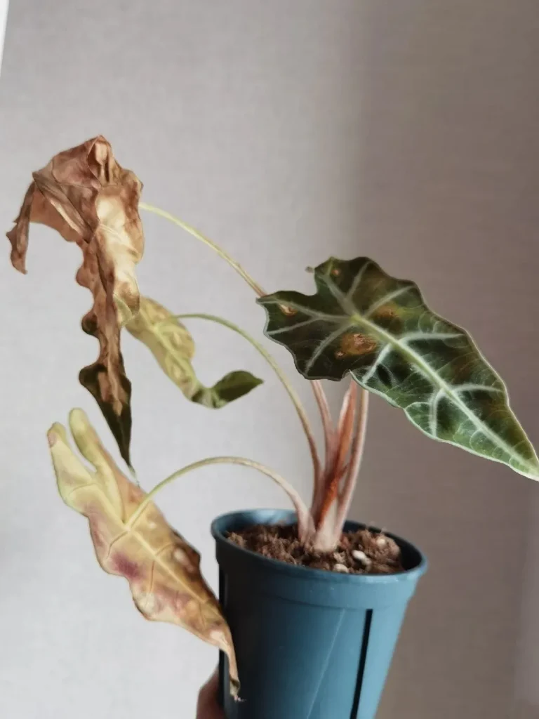 Healthy Alocasia plant with firm stems and slowed growth, showing dormancy rather than disease