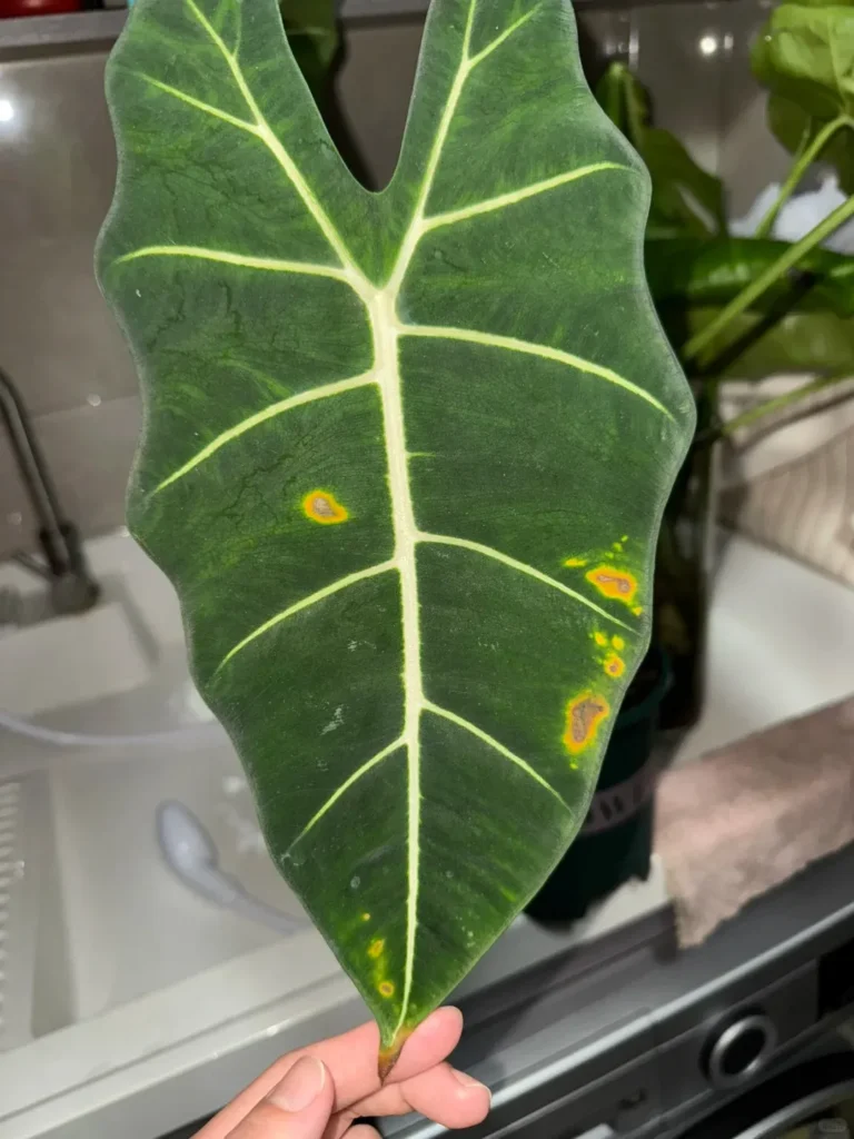Alocasia leaf showing multiple brown necrotic spots surrounded by yellow halos, a typical stress-triggered leaf spot pattern.
