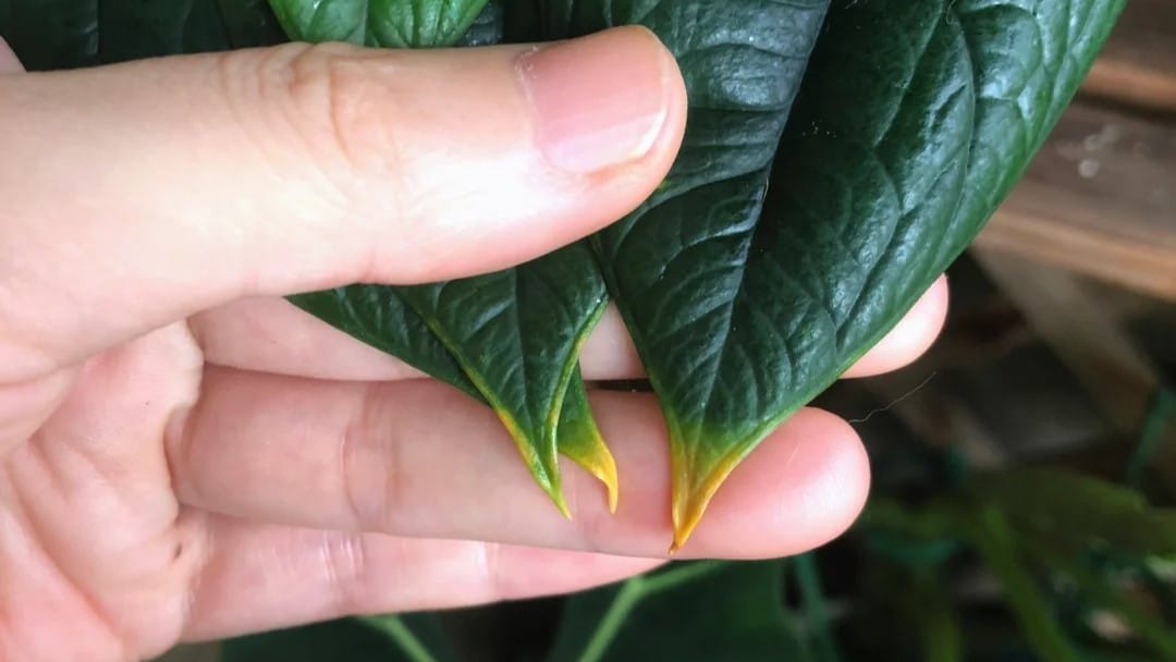Brown Tips on Alocasia Leaves Water, Light, or Humidity Issue