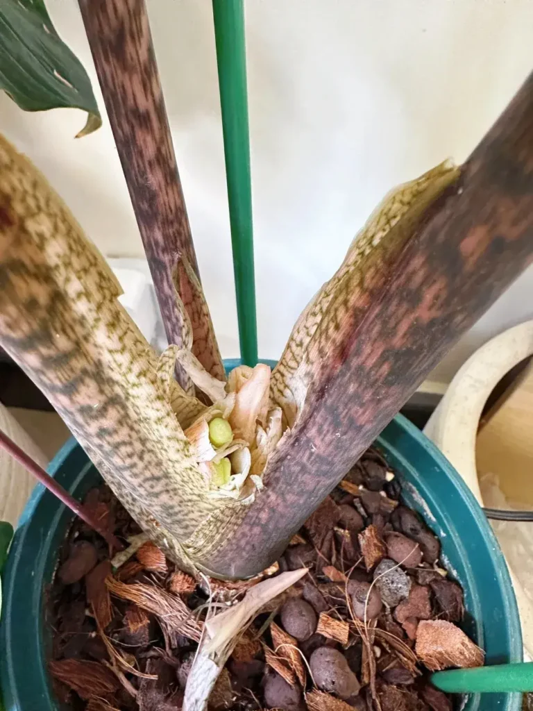 Case 1 It Stopped Growing Because It Started Flowering