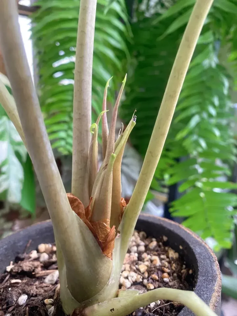 Case 5 New Leaves Keep Getting Smaller Because Storage Is Depleted