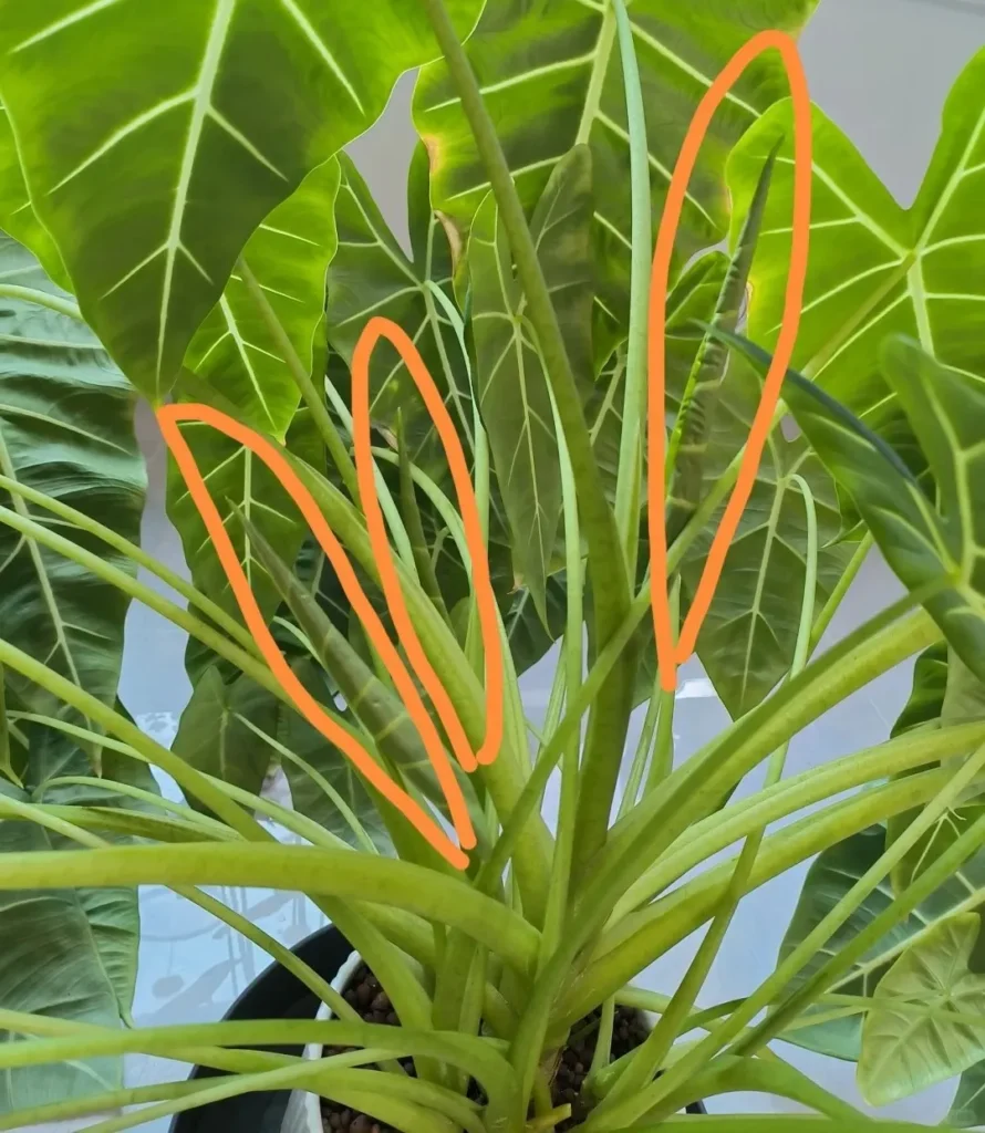Alocasia producing many new leaves with crowded stems in one pot, causing outward drooping and spacing stress