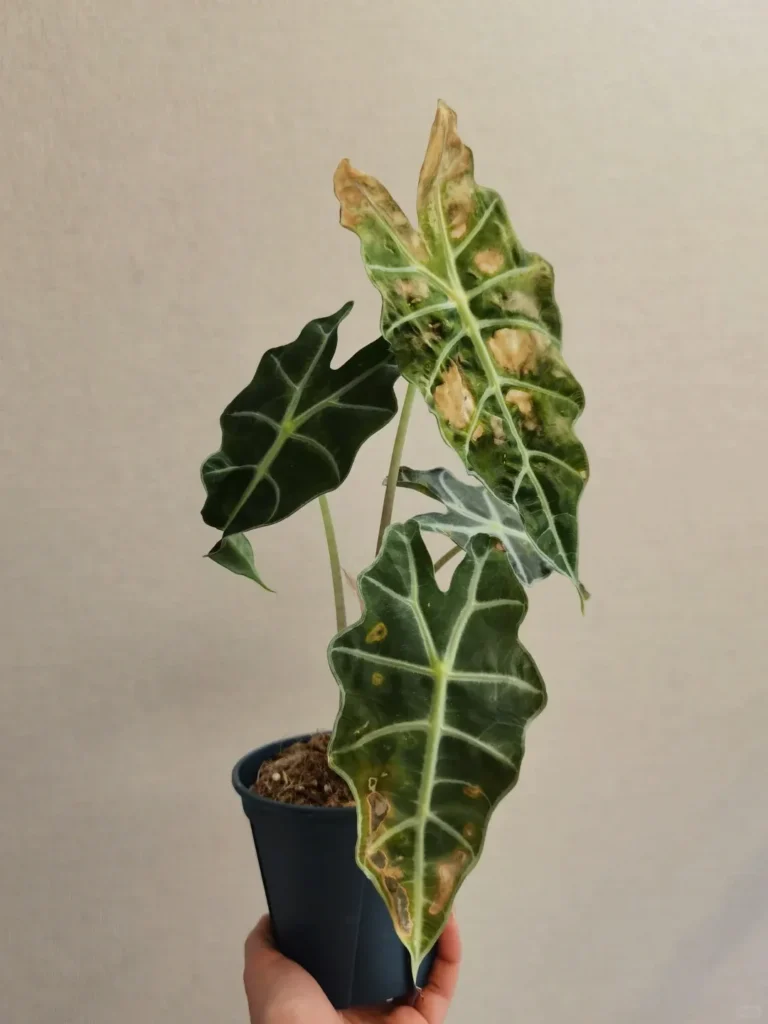 Alocasia with pale, stressed leaves reacting to cold temperatures, before full dormancy sets in