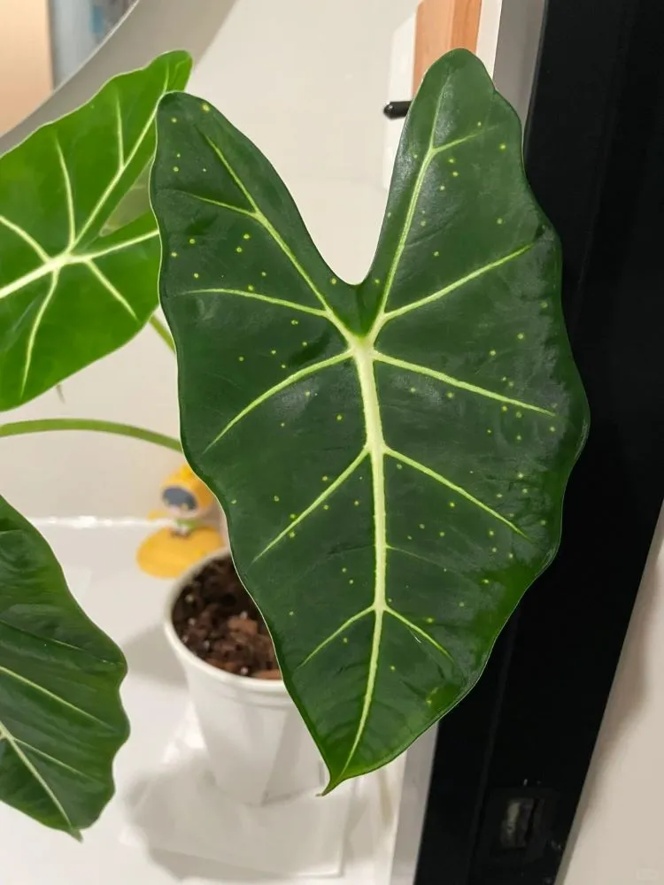 Tiny yellow dots scattered across an Alocasia leaf caused by early thrips damage