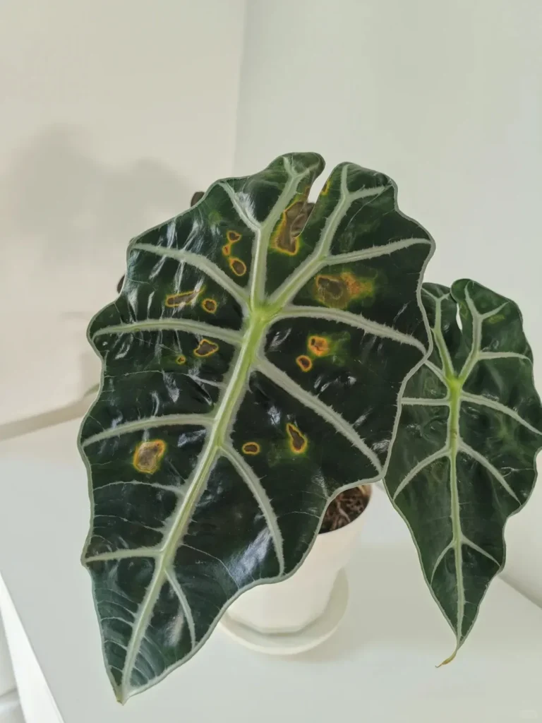 Severely damaged Alocasia leaf with large necrotic areas and bright yellow-orange margins.