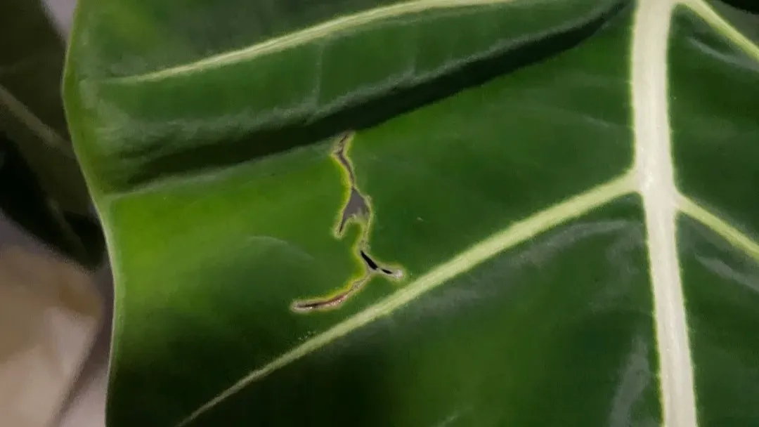 Holes in Alocasia Leaves Pest Damage or Just One-Time Stress
