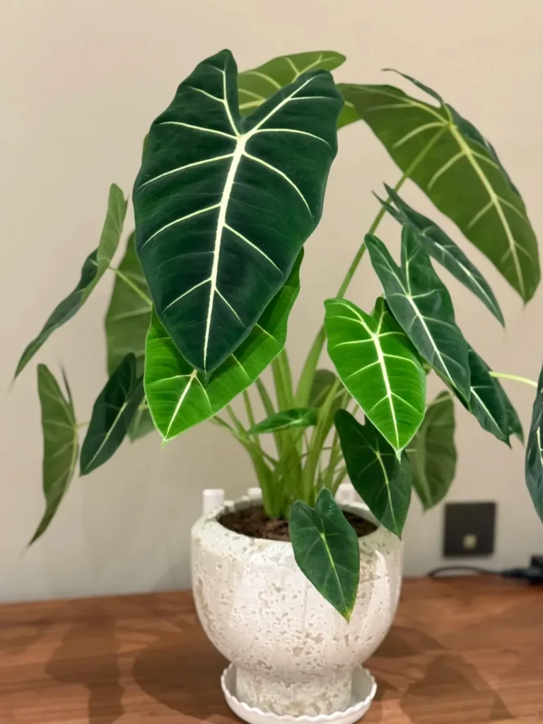 How I Help My Alocasia Get Through Winter
