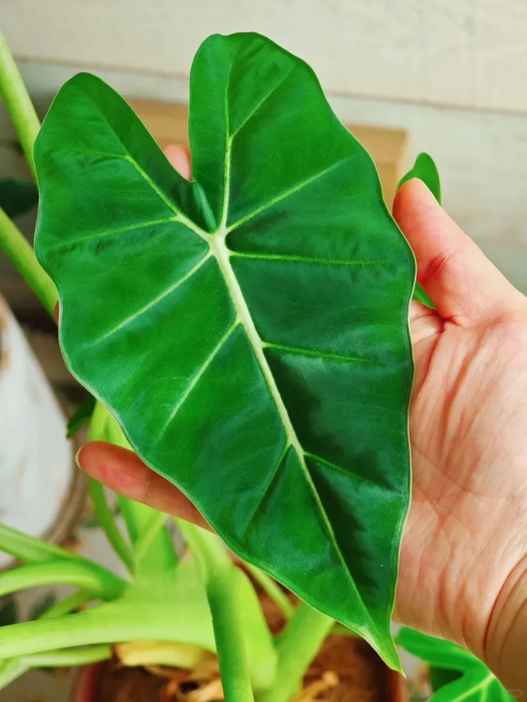 How I Prevent Spider Mites on Alocasia Now