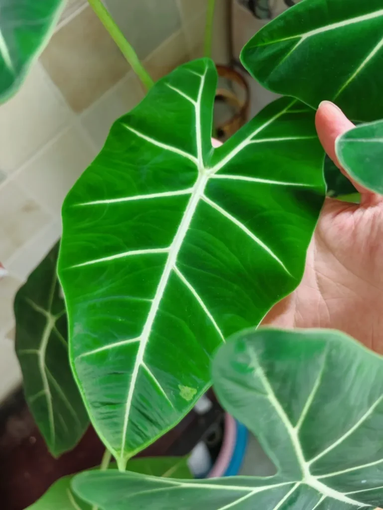 How I Prevent Spider Mites on Alocasia Now