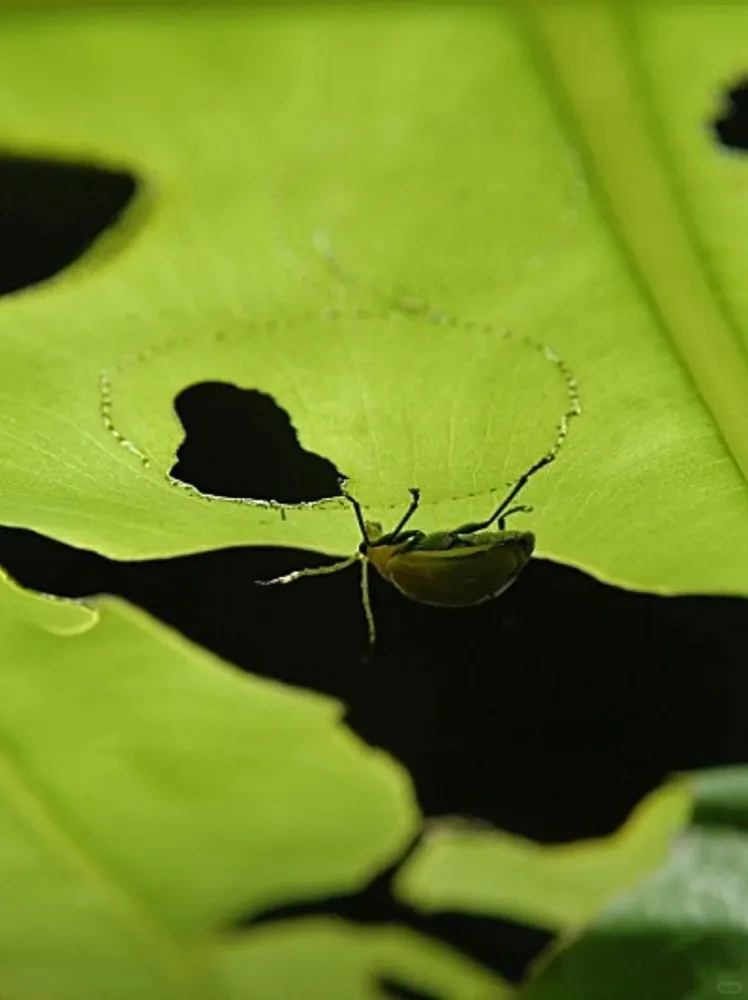 Insect cutting through Alocasia leaf tissue before feeding causing clean holes