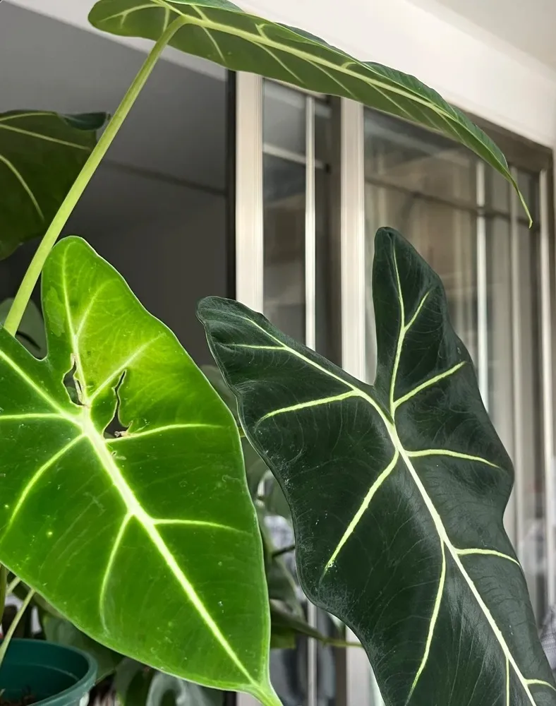 Irregular torn edge on Alocasia leaf caused by mechanical or handling damage
