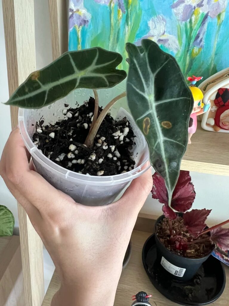 Healthy Alocasia leaf with one or two isolated yellow spots that are not spreading.