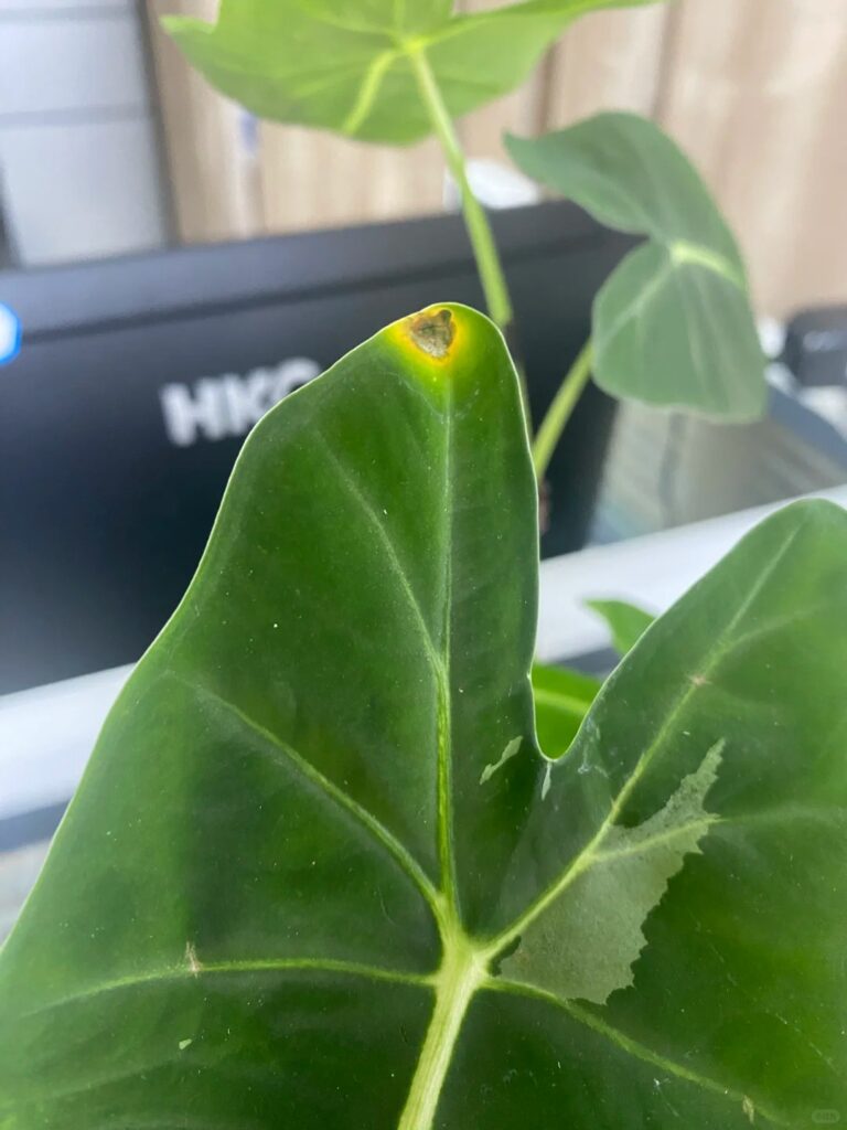 Small yellow-brown spot on the tip of an Alocasia leaf caused by localized stress rather than disease.