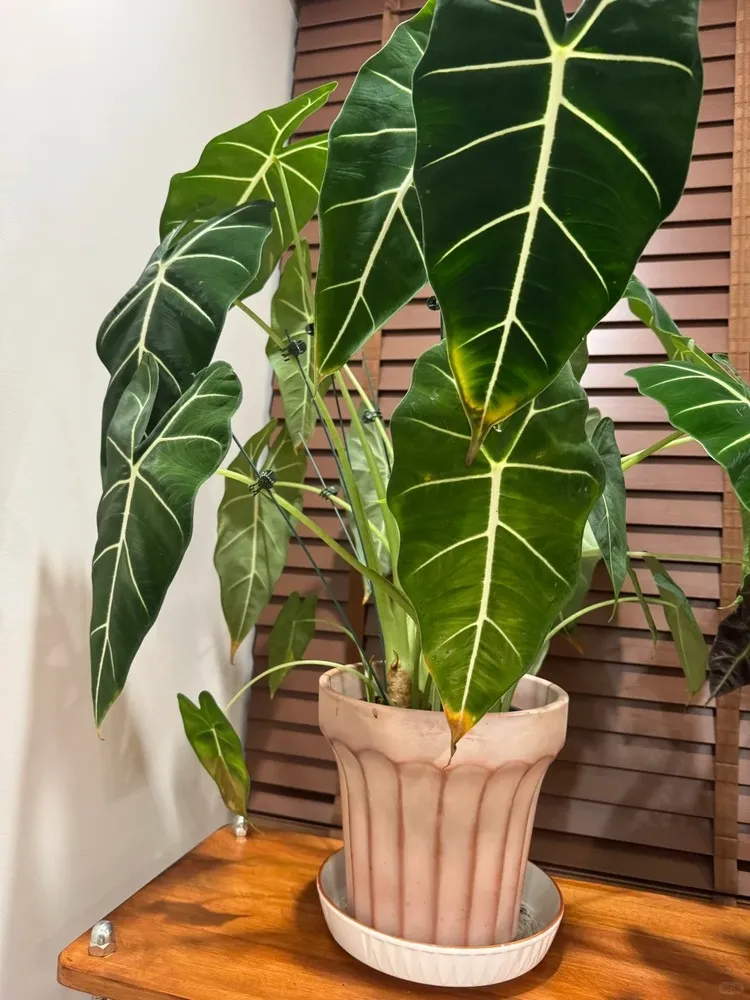 My Experience When Brown Tips Were Caused by Too Much Water
