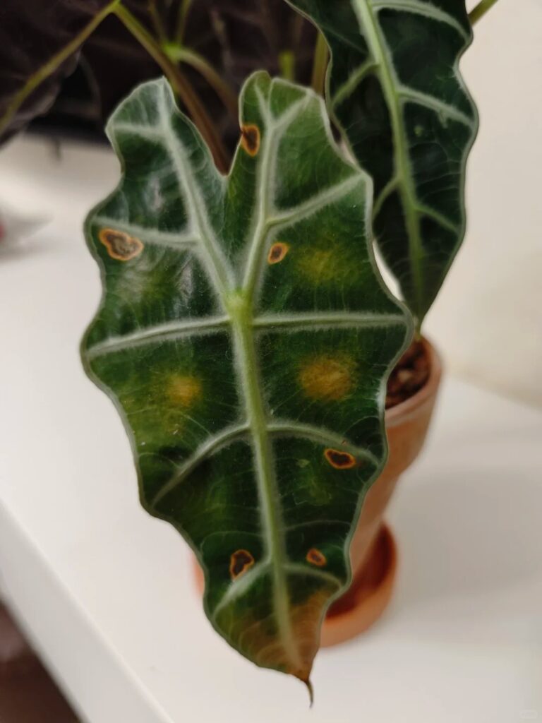 Alocasia leaf with a few yellow-ringed spots that remain stable and do not spread.