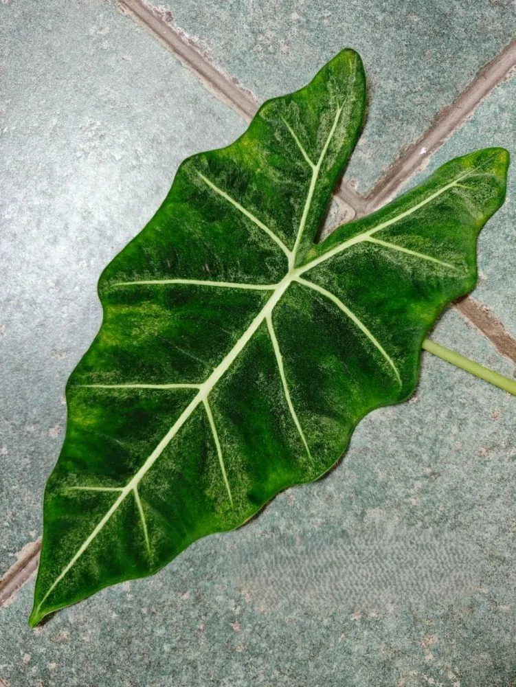Pruning the Worst Leaves First