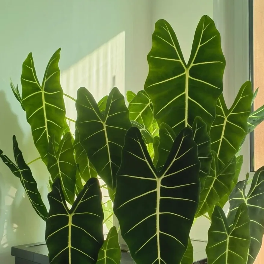 Healthy Alocasia with upright leaves after improved airflow and spacing, showing recovery from previous drooping and yellowing