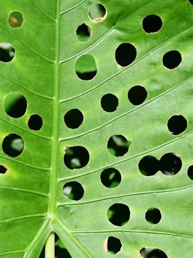 Multiple clean round holes repeatedly appearing on Alocasia leaf caused by insect damage