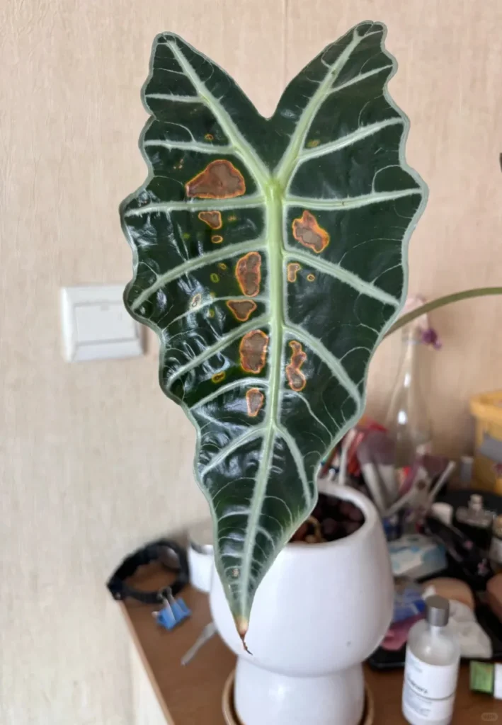 Close-up of Alocasia leaf with orange-yellow ringed spots indicating early-stage leaf spot development.