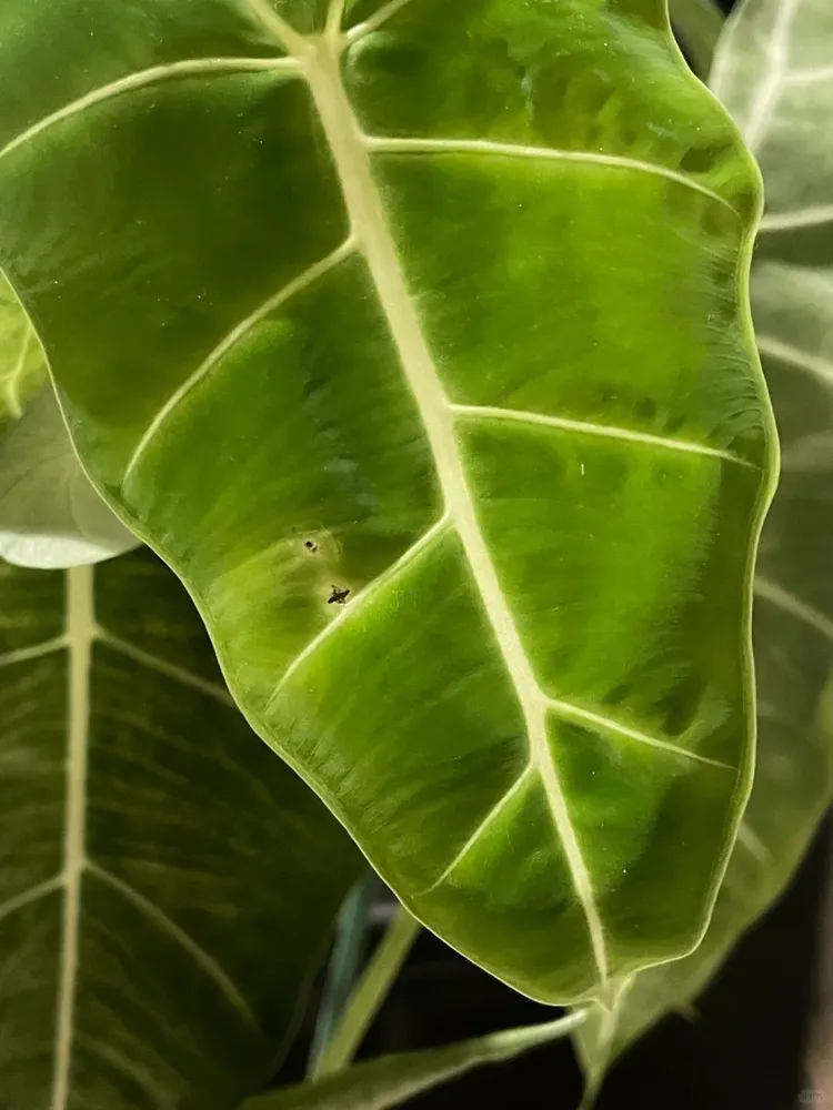Close-up of an Alocasia leaf showing small holes formed during unfurling due to low humidity, not insect damage
