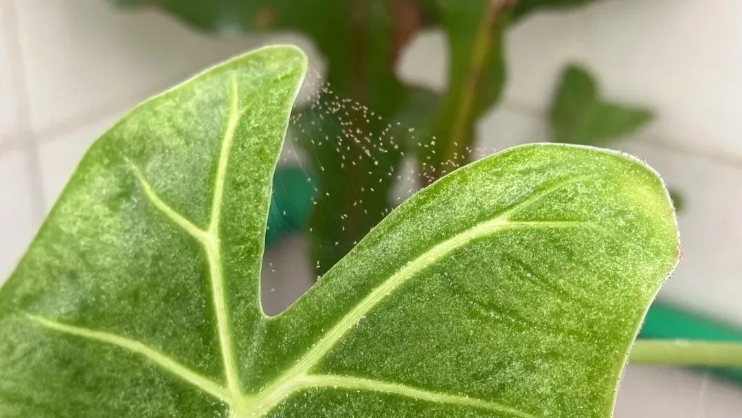 Spider Mites on Alocasia How I Stopped an Infestation Without Chemicals