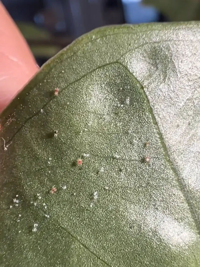 Spider Mites on Alocasia How I Stopped an Infestation Without Chemicals