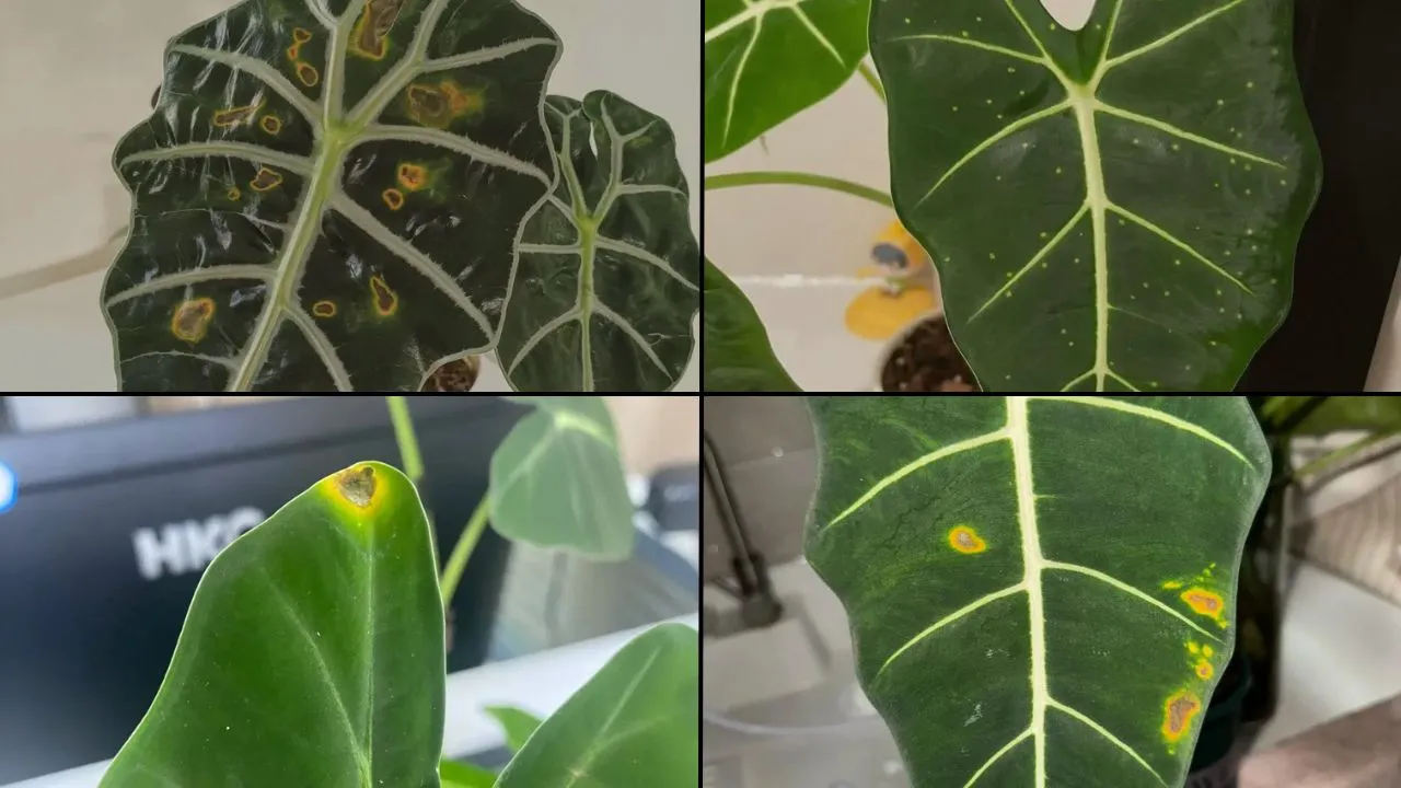 Spots or Yellow Marks on Alocasia Leaves Causes, Patterns & What to Do