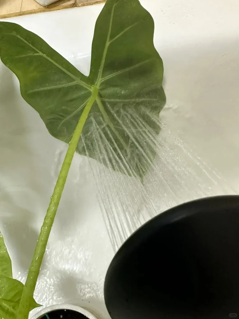 The 360° Shower Method