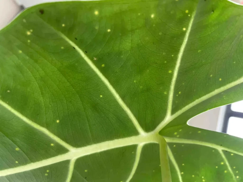 Close-up of tiny yellow spots and black thrips feeding marks on an Alocasia leaf
