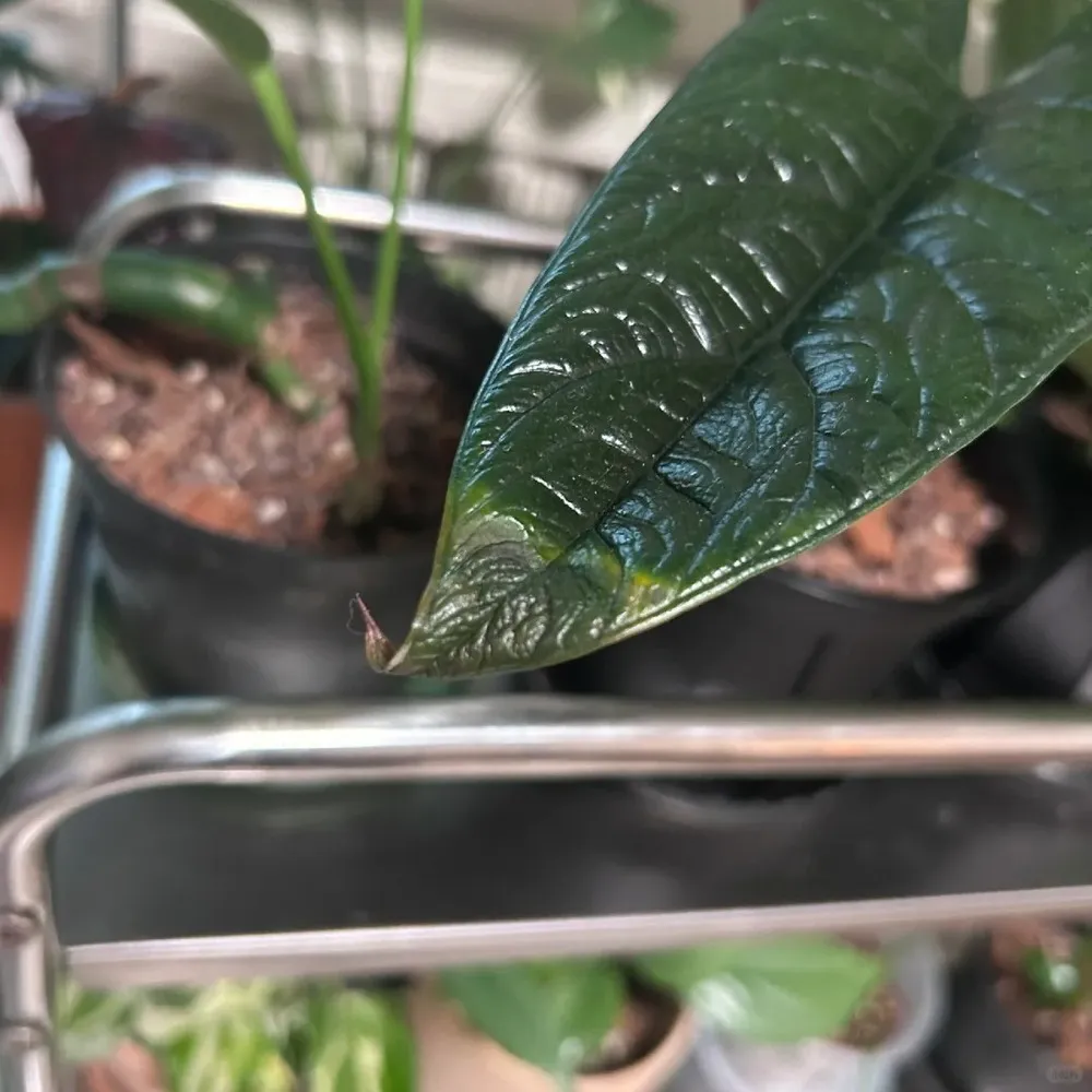 What Brown Tips Usually Look Like on Alocasia