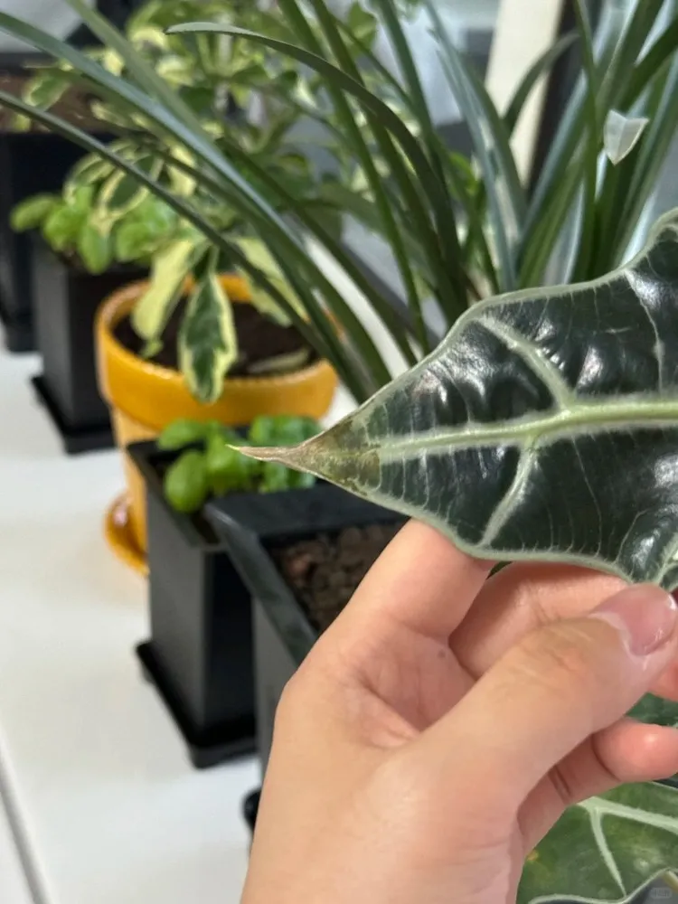 What Brown Tips Usually Look Like on Alocasia