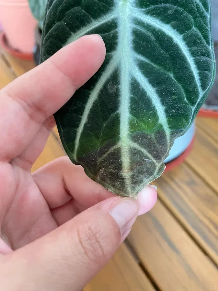 What Brown Tips Usually Look Like on Alocasia