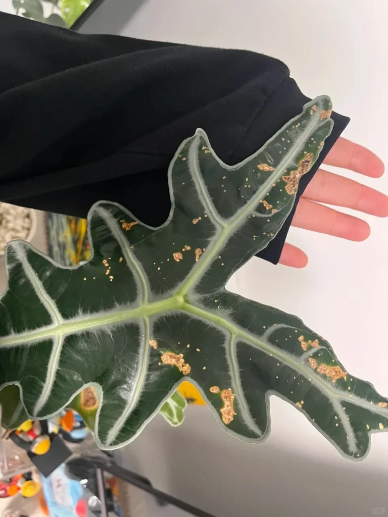 What does the spot actually look like
