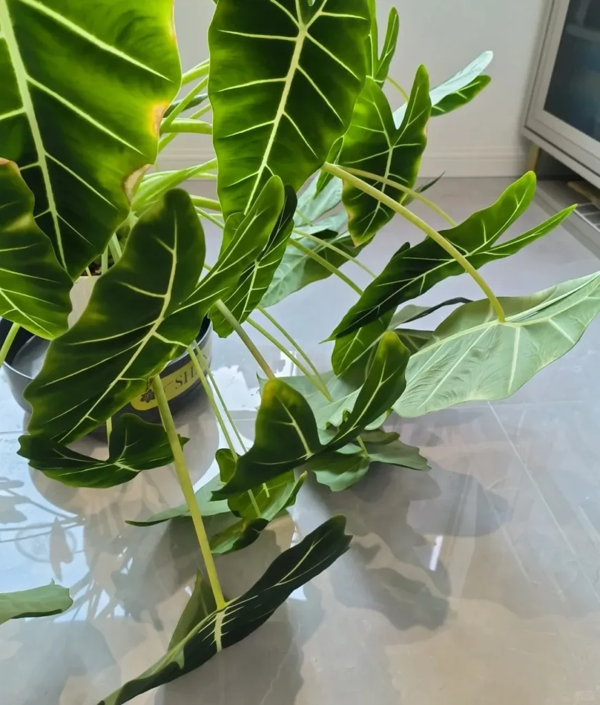 Alocasia plant drooping with intact leaves, indicating environmental stress rather than dehydration