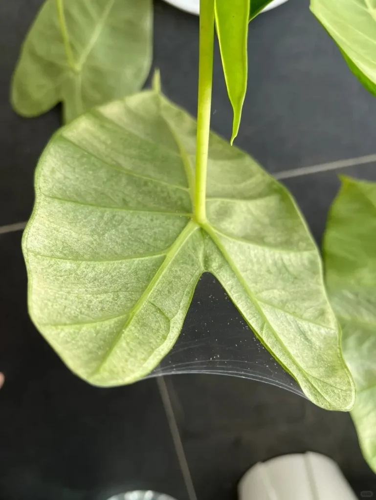 Why Spider Mites Appear So Suddenly on Alocasia