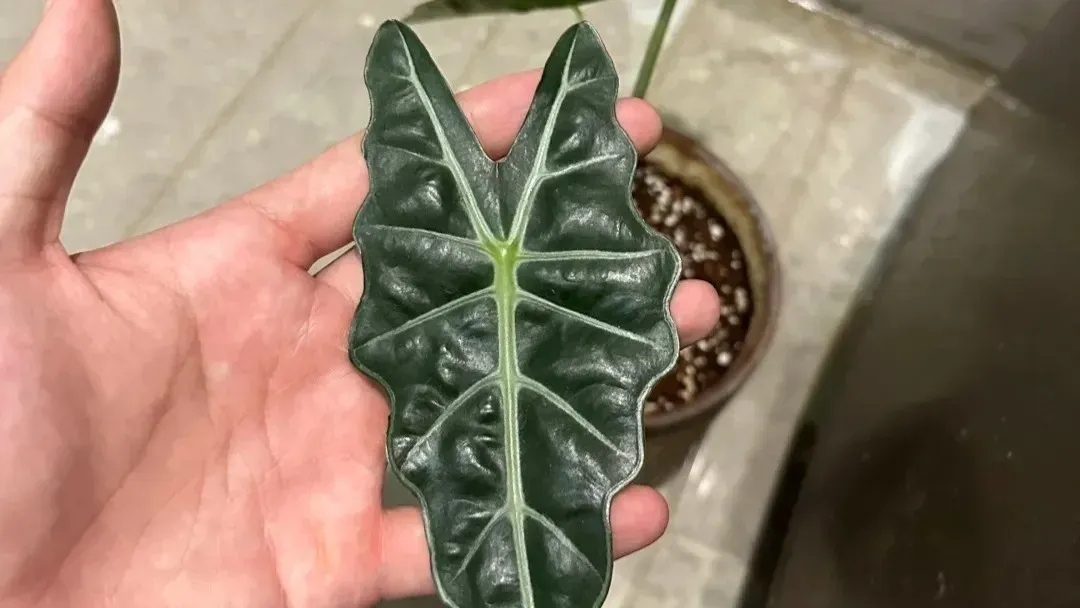 Why Your Alocasia Stopped Growing — 5 Real Reasons and What to Do