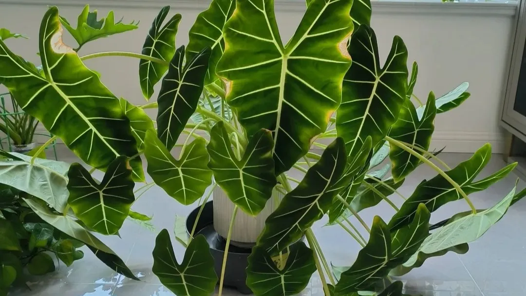 Yellow Leaves and Drooping on Alocasia — It’s Usually Not Just Water
