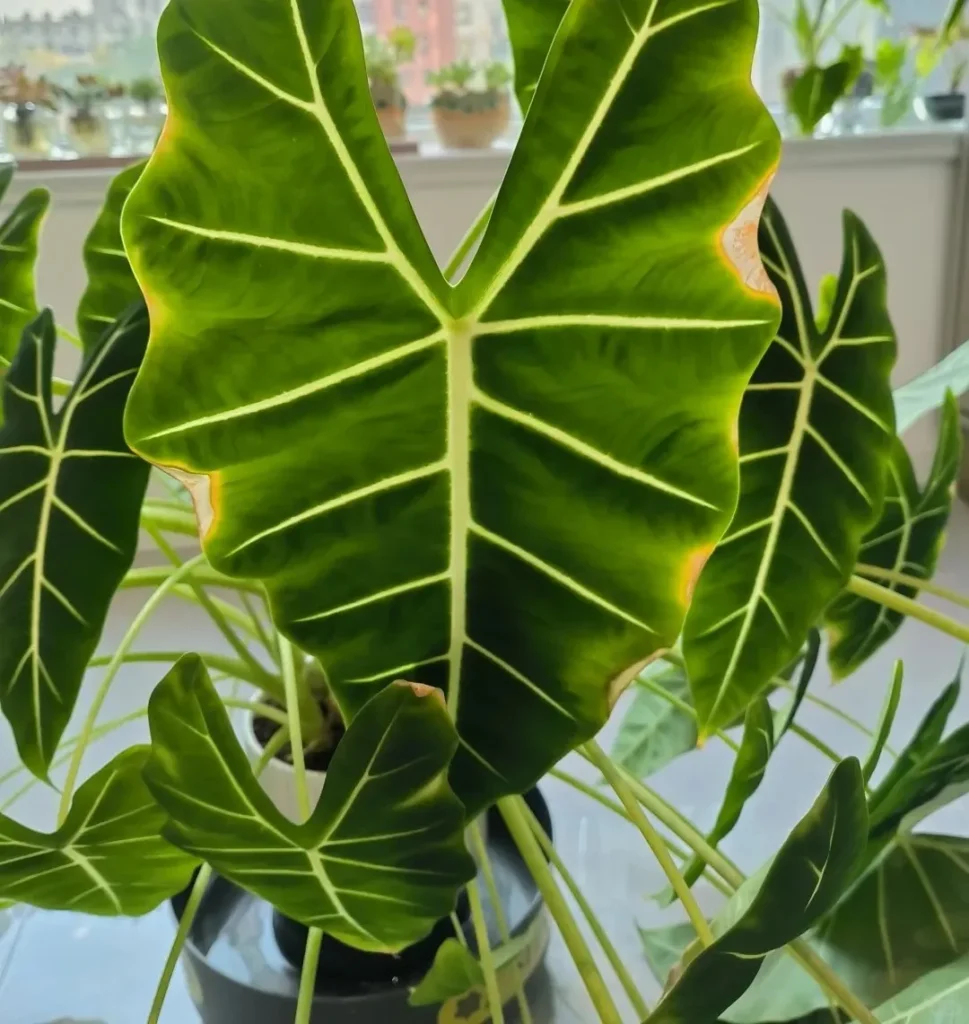 Alocasia leaf turning yellow with brown tips, a common sign of poor airflow and slowed root respiration