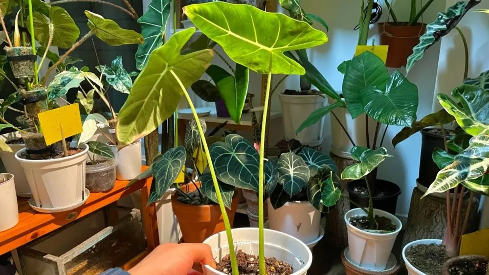 Alocasia Losing Old Leaves While Growing New Ones Here’s Why