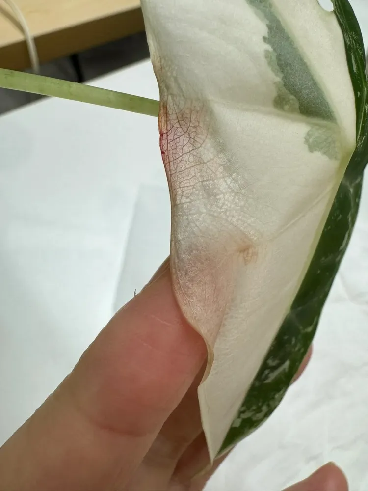 Variegated alocasia leaf with white and green sections, showing translucent and slightly wrinkled tissue near the edge