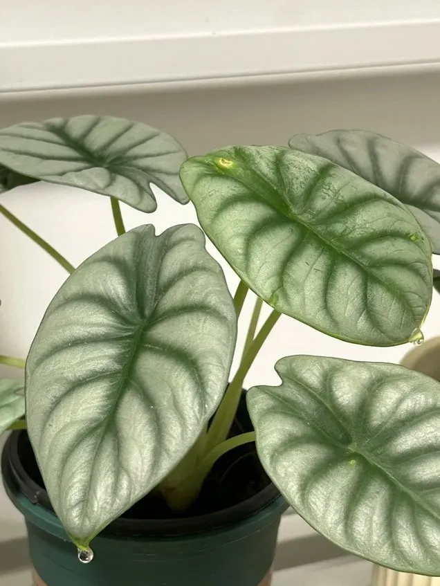 Close-up of silver-green alocasia leaves with raised veins and small water droplets visible at the leaf tips