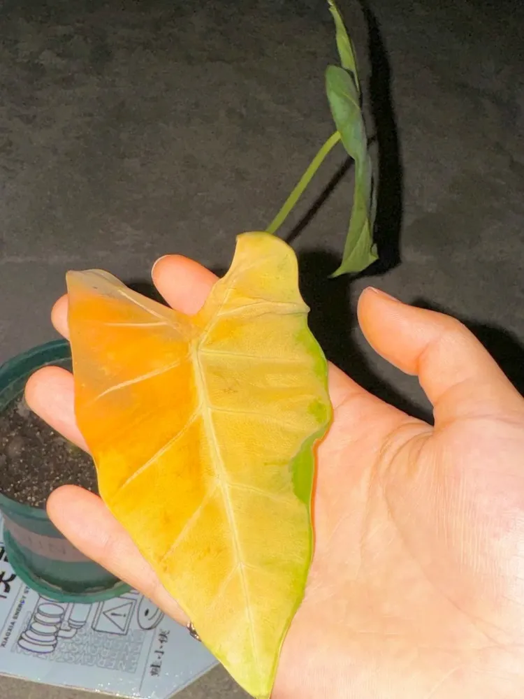 Yellowing alocasia leaf held in a hand, with a green section remaining along one side of the leaf